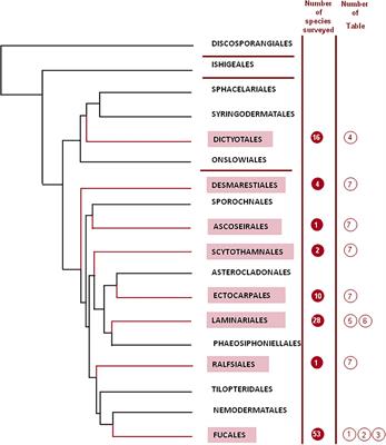 A Comprehensive and Comparative Analysis of the Fucoidan Compositional Data Across the Phaeophyceae